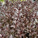 Vajgela kvetnatá (Weigela florida) ´ALEXANDRA´® výška: 40-60 cm, kont. C2L